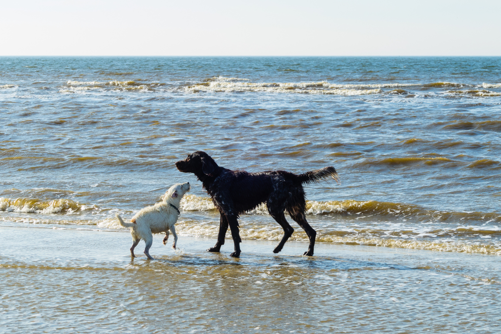 Las-playas-para-perros-más-bonitas-de-Europa-st-peter-ording-2-